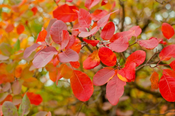 Ładny Las jesienią — Zdjęcie stockowe