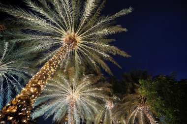 palmiye ağaçları ile Noel çelenk gece dekore edilmiştir.