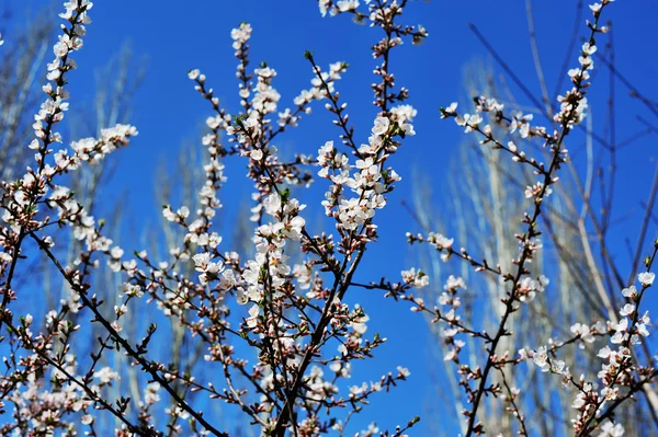 Spring flowering trees against the sky — Stock Photo, Image