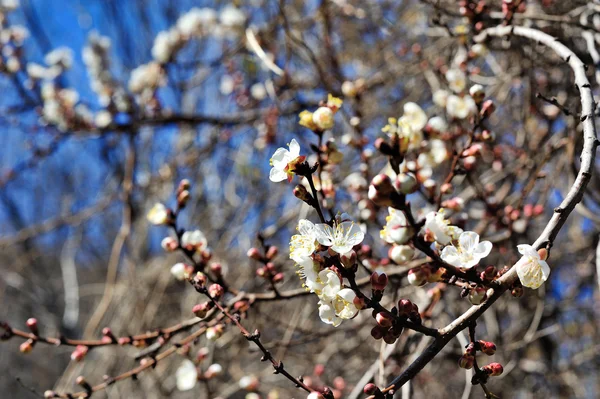 Árboles florecientes de primavera contra el cielo — Foto de Stock