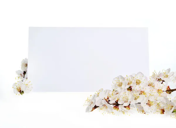 Tarjeta de felicitación de primavera con flores blancas — Foto de Stock