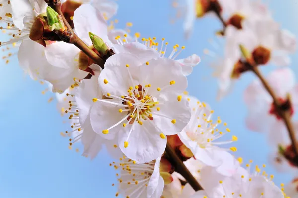 Spring flowering trees against the sky — Stock Photo, Image