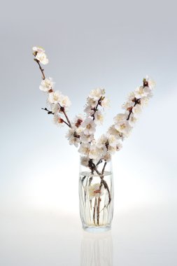 Beyaz bahar çiçekleri dal