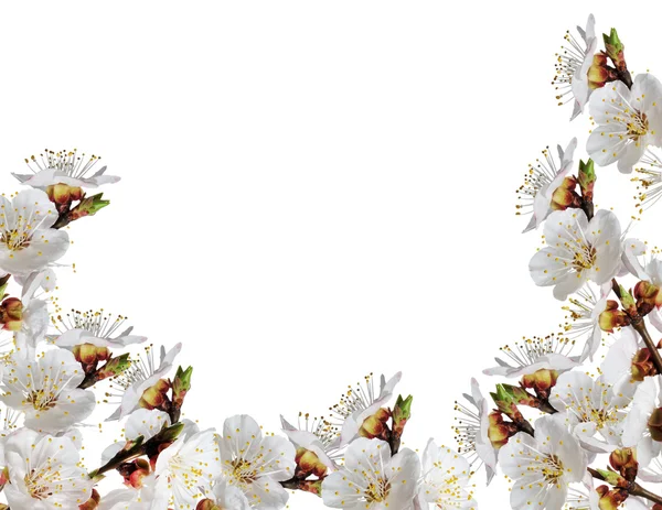 Fiori bianchi di primavera su un ramo — Foto Stock