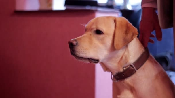 Cão com um colarinho proprietário posição de cachorro — Vídeo de Stock