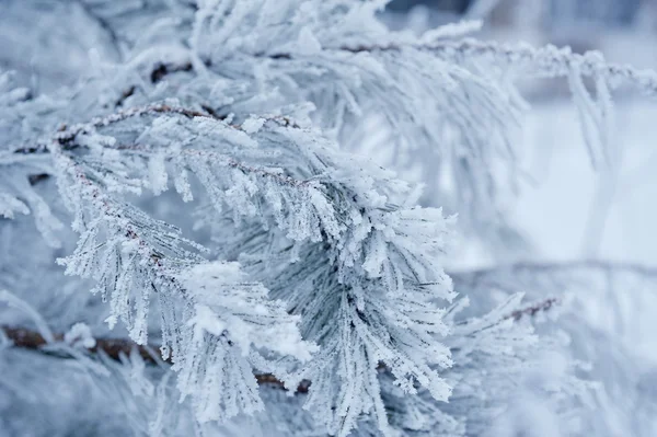 Bäume mit weißem Schnee bedeckt — Stockfoto