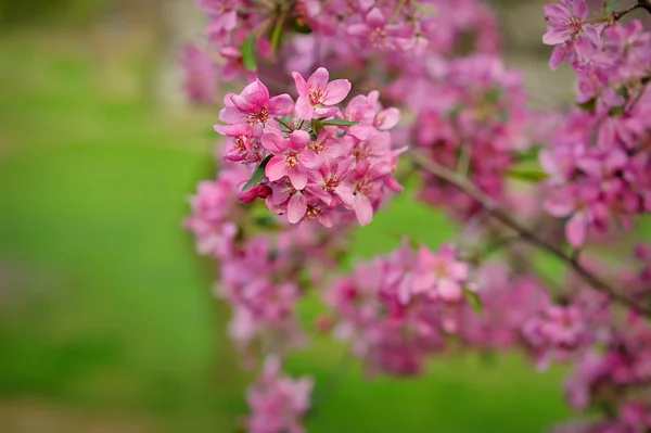 Квітуча яблуня на фоні зеленої трави — стокове фото