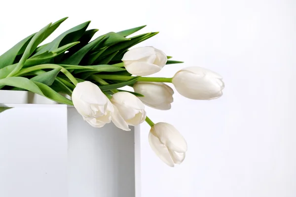 Mooie witte tulpen op wit — Stockfoto