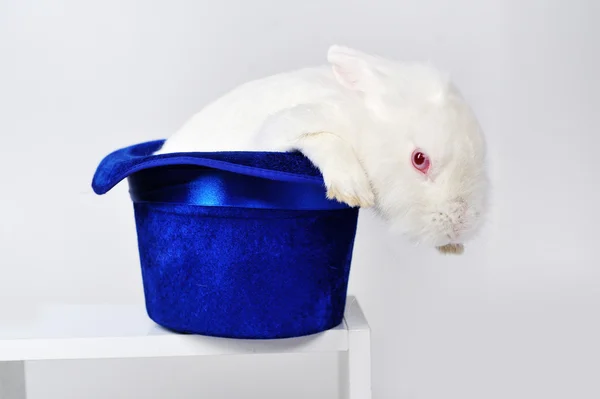 Weißes Kaninchen mit blauem Hut — Stockfoto