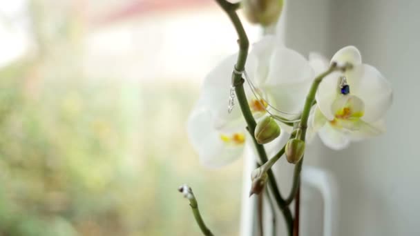 Mooie witte bloem en ketting op een onscherpe achtergrond — Stockvideo