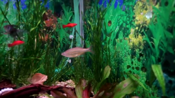 Красивый аквариум с рыбой и водорослями — стоковое видео