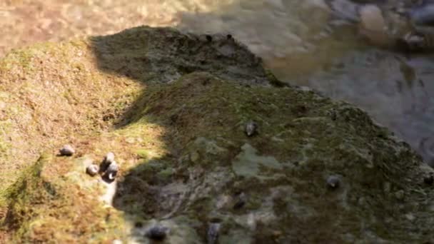 Plage avec des vagues et une grande pierre — Video