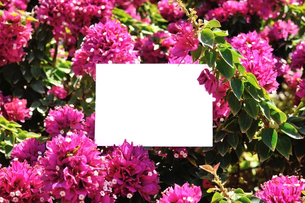 Arka plan güzel çiçek tebrik kartı — Stok fotoğraf