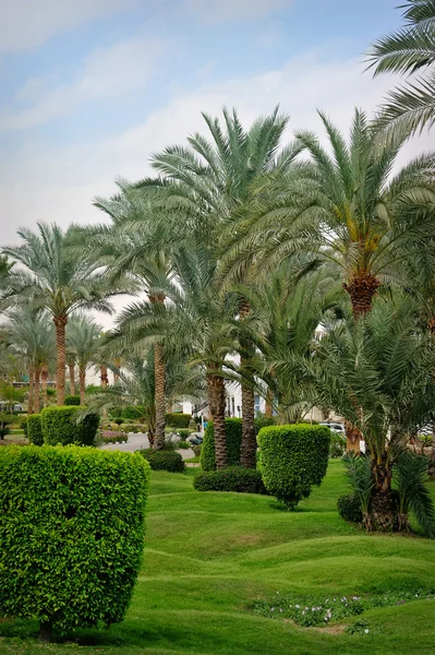 Palmträd i tropiska trädgård — Stockfoto