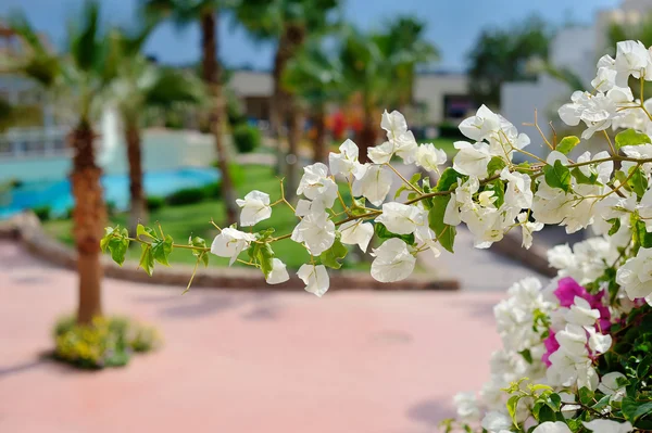 Rama de árbol blanco en flor sobre un fondo de palmeras y piscinas — Foto de Stock