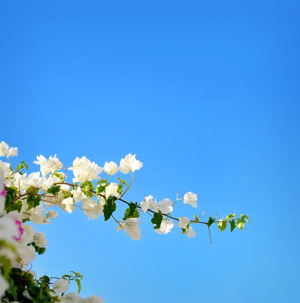 Bloeiende lente takken met witte bloemen boom over blauwe hemel, abstract grens aard achtergrond — Stockfoto