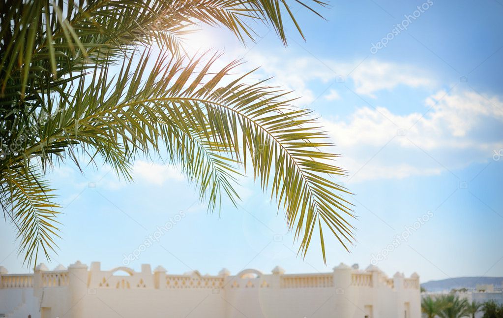 Beautiful palm branch on blue sky background