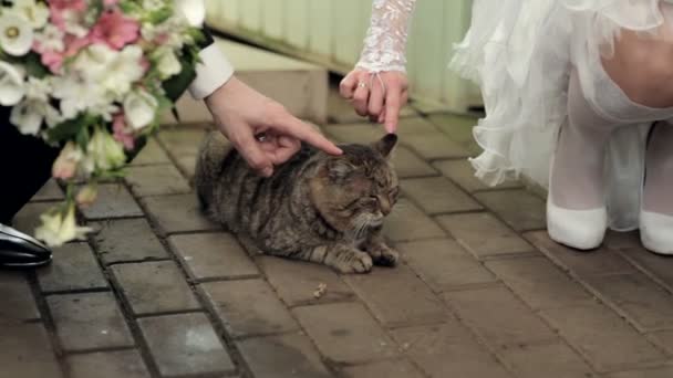 Bride and groom stroking a cat — Stock Video