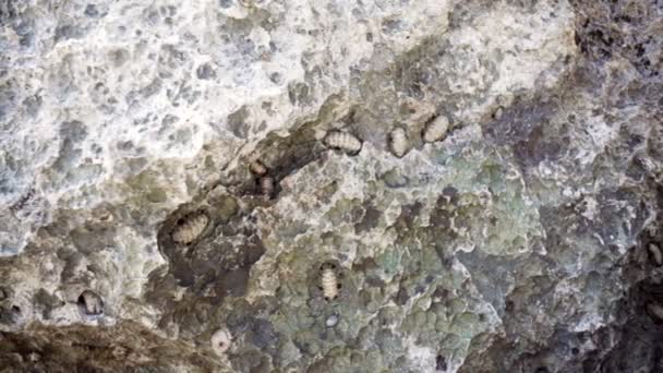 Piedra gris textura fondo — Vídeos de Stock