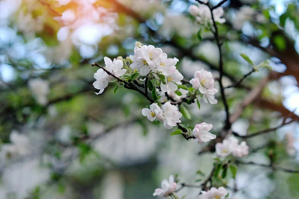 White tree flowers in spring — Stock Photo, Image