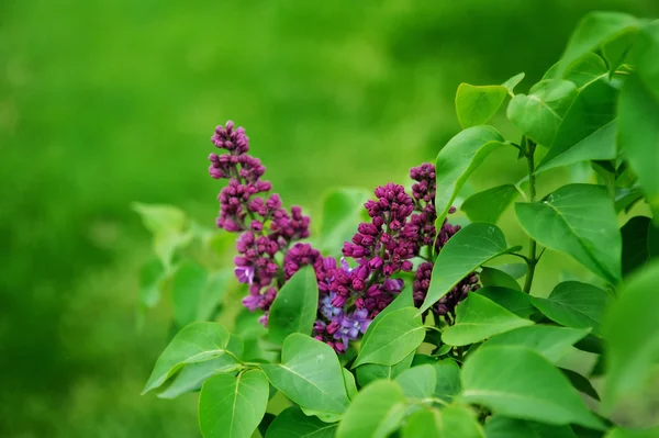 Spring branch of lilac purple — Stock Photo, Image