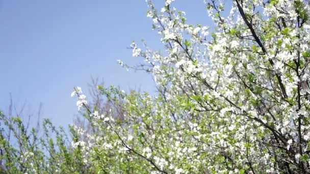 Beaux arbres en fleurs au printemps 