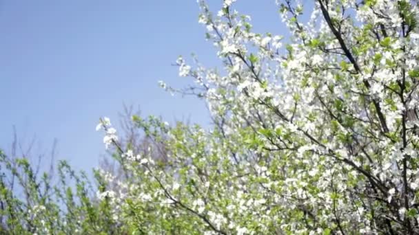 Mooie bloeiende bomen in het voorjaar van — Stockvideo