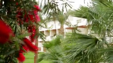 palmiye ağaçları ile Mısır'daki otel cephe