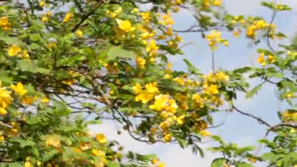 Vackra träd med gula blommor på blå himmel bakgrund — Stockvideo