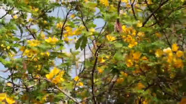 Όμορφο δέντρο με κίτρινα λουλούδια σε φόντο γαλάζιο του ουρανού — Αρχείο Βίντεο
