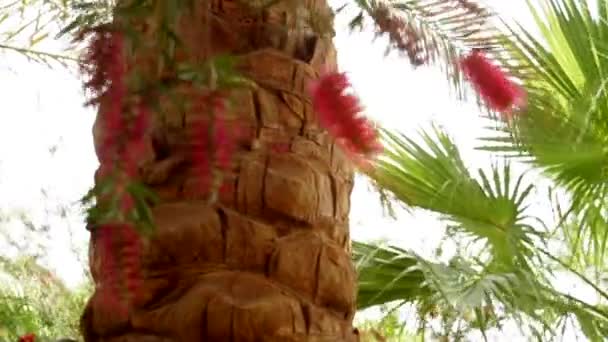 Feuilles de palmier sur fond bleu ciel — Video