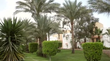 Otelde güzel yeşil bitki örtüsü ve palmiye ağaçları