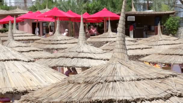 Guarda-chuvas e palmeiras em uma praia tropical — Vídeo de Stock