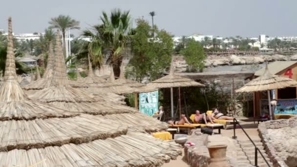 Sombrillas y palmeras en una playa tropical — Vídeos de Stock