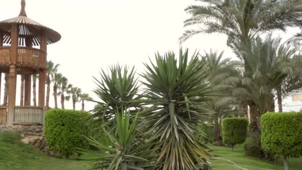 Prachtige groene vegetatie en palm bomen op het hotel — Stockvideo