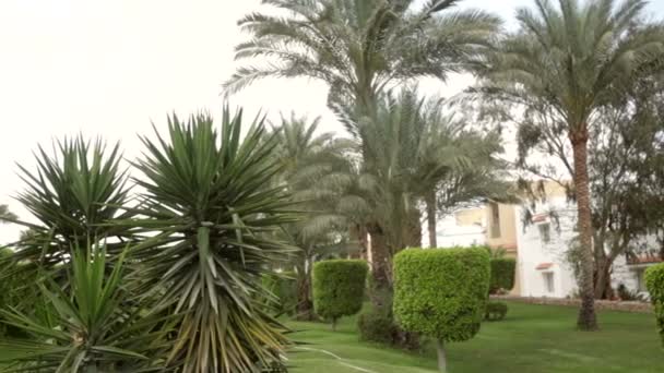 Beautiful green vegetation and palm trees on the hotel — Stock Video