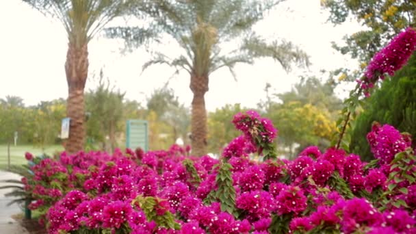 Vackra röda blommor och palmer på hotellet — Stockvideo