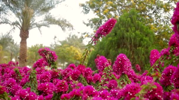 Vackra röda blommor och palmer på hotellet — Stockvideo