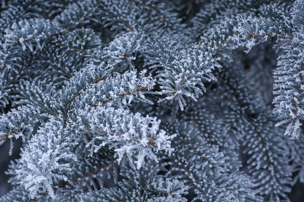 Vackra bakgrund av snötäckta trädgrenar — Stockfoto