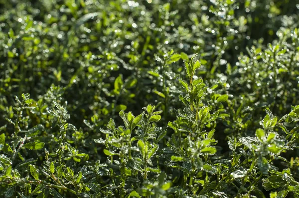 Närbild av färska gröna blad med vattendroppar efter regn — Stockfoto
