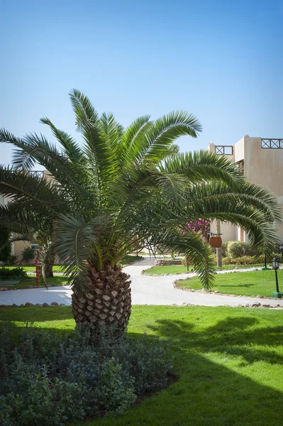 Beautiful palm tree on the hotel — Stock Photo, Image