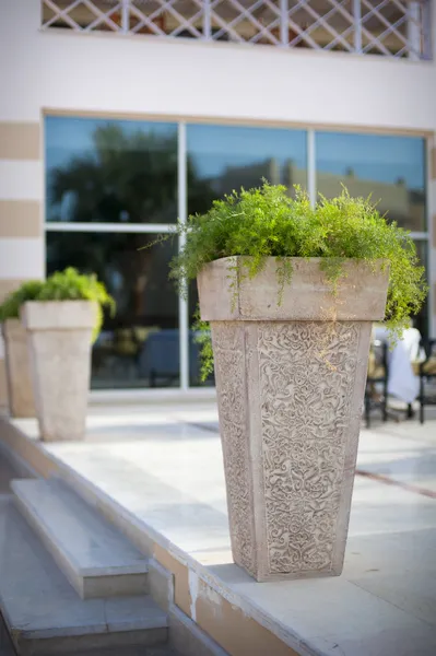 Pot with a plant at the entrance to a luxurious hotel — Stock Photo, Image