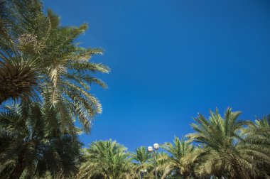 Mavi gökyüzü arka planında palmiye ağaçları