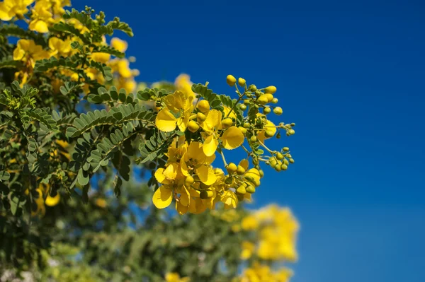 Fleurs jaunes d'arbre de douche doré en été . — Photo