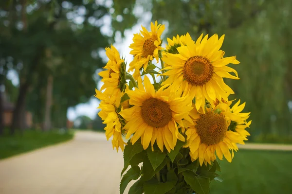 Bouquet di girasoli gialli su sfondo verde — Foto Stock