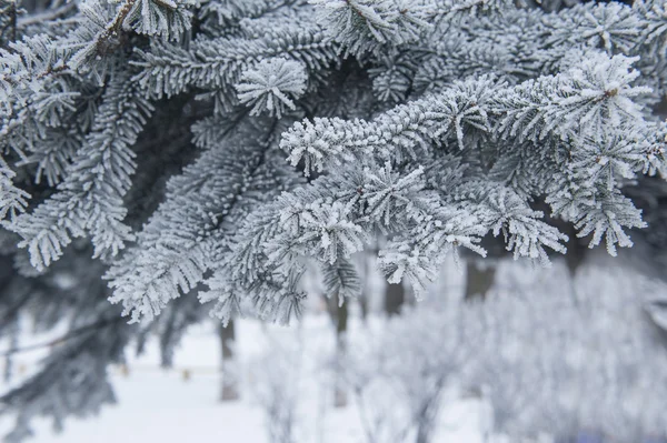 Ramas de pino cubiertas de nieve de cerca —  Fotos de Stock
