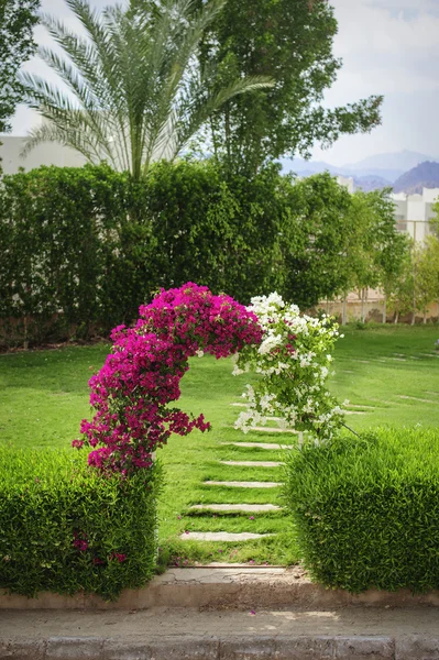 Arch of flowers bougainvillaea on a green glade — Stock Photo, Image