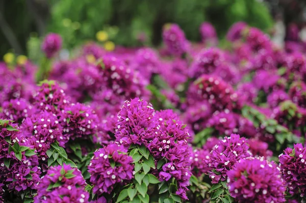 Rosa blommor, dess namn bougainvillea, första upptäckt i Egypten — Stockfoto