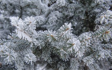 Arka plan firs frost Noel