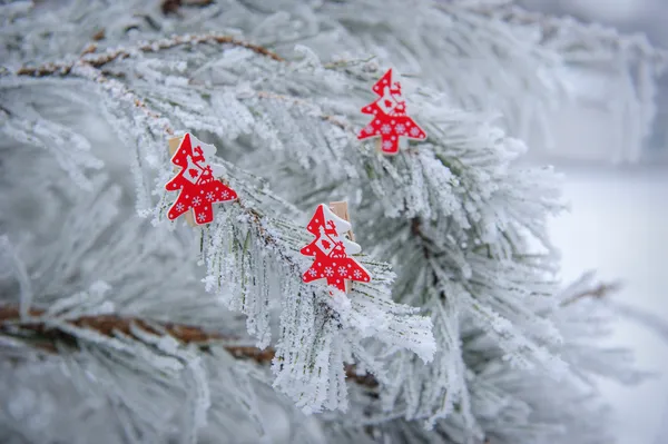 Kış arka karla kaplı göknar ağaçlarının dekore edilmiş — Stok fotoğraf